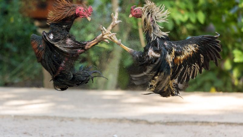 Tìm hiểu về chuồng chạy cho gà đá