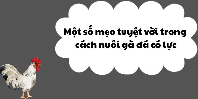 Một số mẹo tuyệt vời trong cách nuôi gà đá có lực