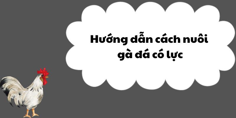 Hướng dẫn cách nuôi gà đá có lực