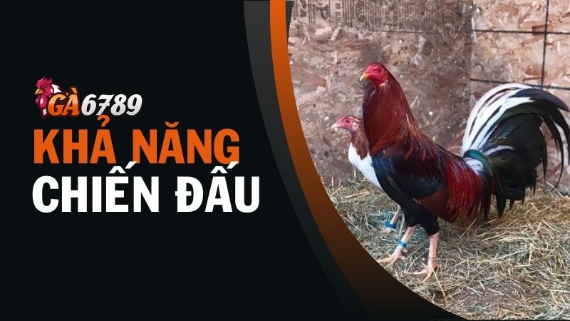 Nguồn gốc của dòng gà Albany