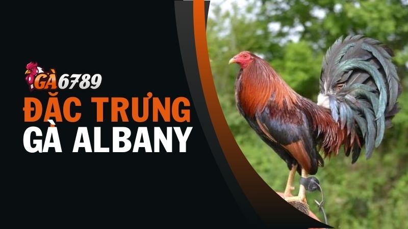 Các giống già Albany phổ biến