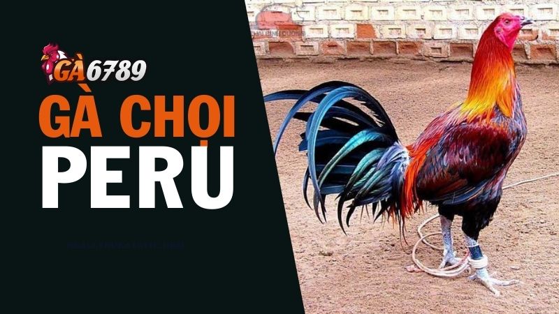 Nguồn gốc của gà Peru