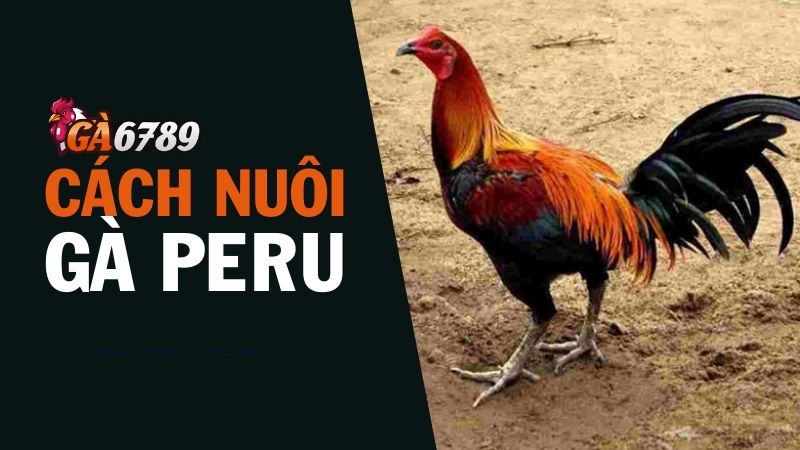 Cách nuôi gà chọi Peru