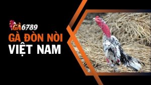 Gà đòn nòi - Chiến kê ưu tú của làng đấu gà Việt Nam