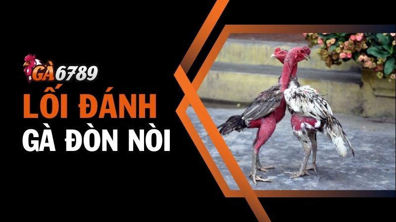 Đặc điểm nổi bật của gà đòn nòi Việt Nam