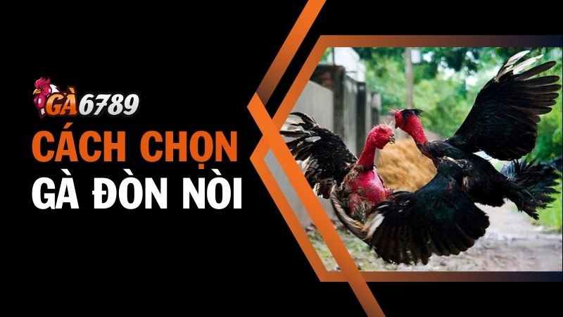 Cách chọn gà đòn nòi chính xác giúp thắng lớn