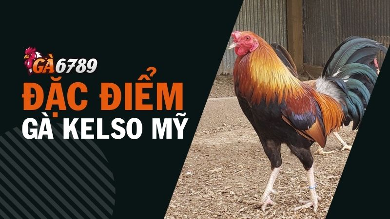 Đặc Điểm gà Kelso Mỹ