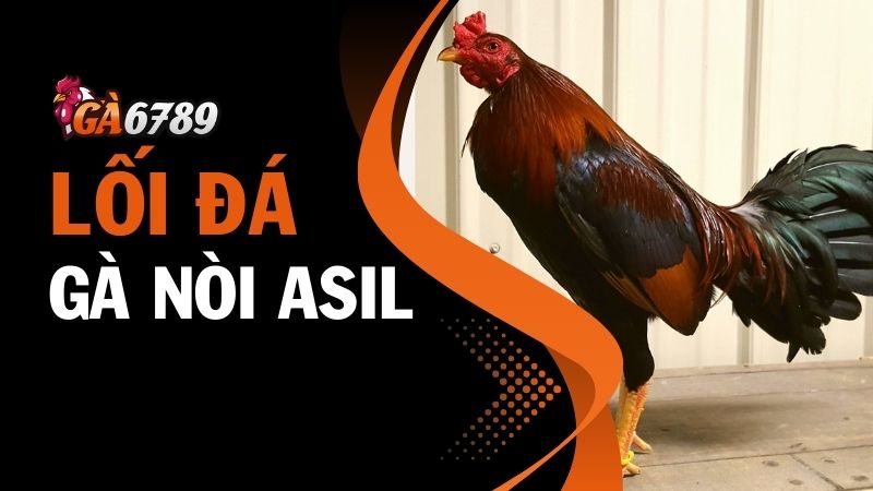 Đặc điểm nổi bật của dòng gà nòi Asil